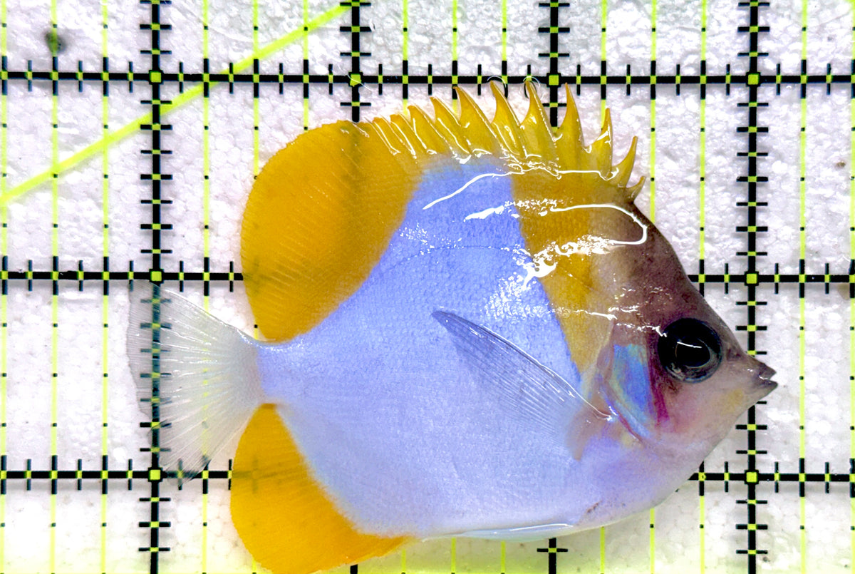 Pyramid Diamond Butterflyfish PDB092001 WYSIWYG Size: M 3.25" approx