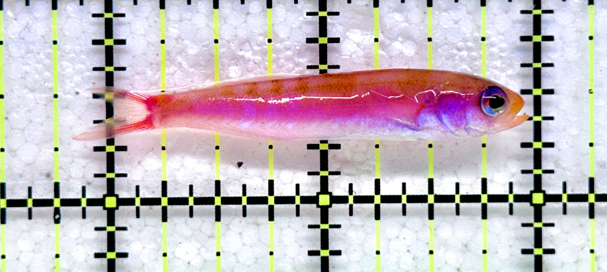Slender Whitleyi Anthias SWA092101 WYSIWYG Size: 2.25" approx