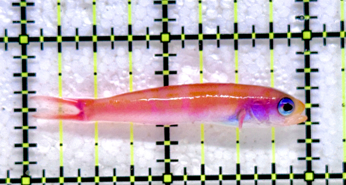 Slender Whitleyi Anthias SWA092102 WYSIWYG Size: 2" approx