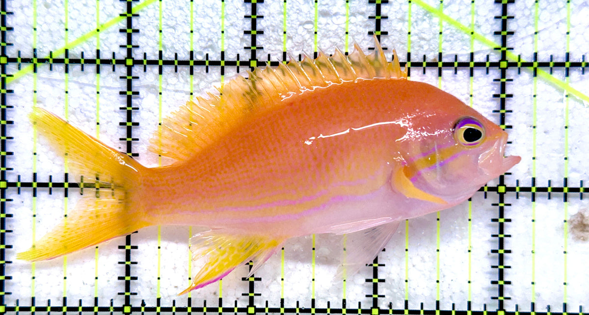 Squareback Anthias (Female) SA092102 WYSIWYG Size: L 4" approx