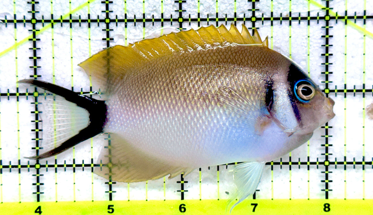 Female Masked Swallowtail Angelfish FMSA092101 WYSIWYG Size: XL 4.25" approx
