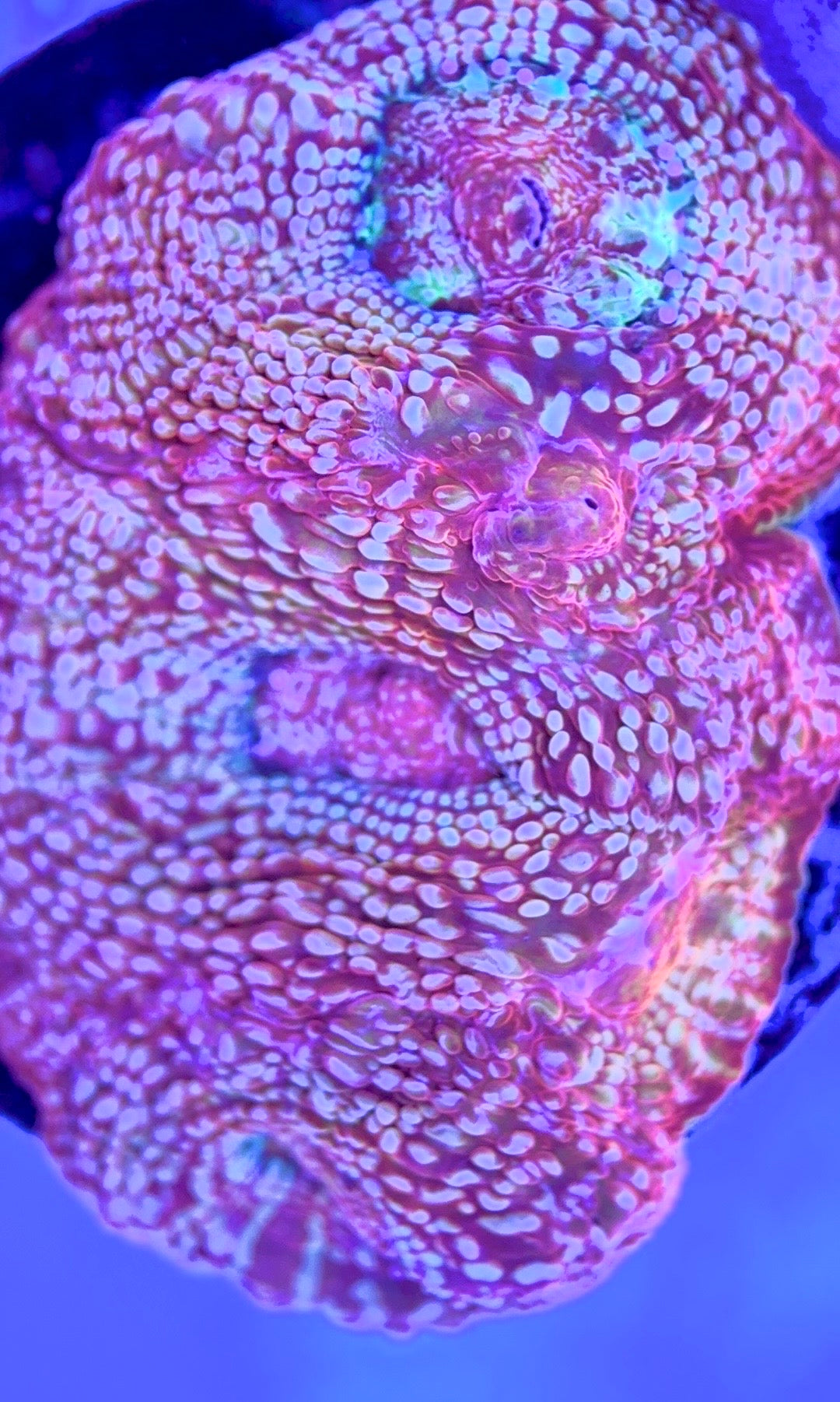 VA Acan Cotton Candy Bowerbanki VAACCB103001 WYSIWYG