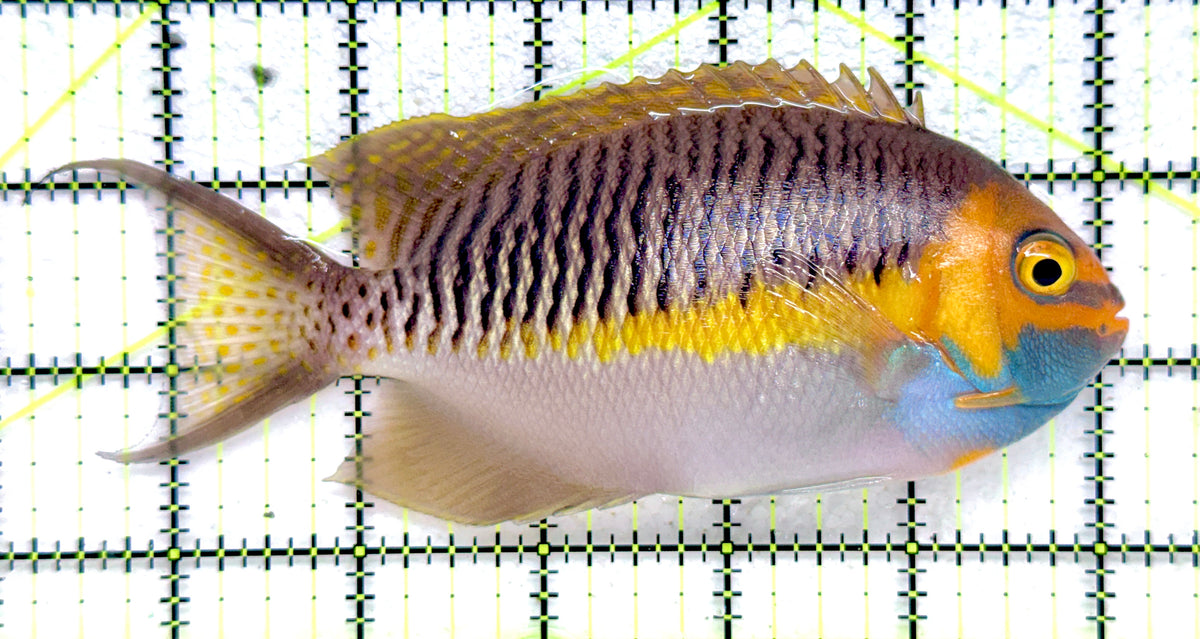 Super male Masked Swallowtail Angelfish SMMSA092101 WYSIWYG Size: XL 6" approx