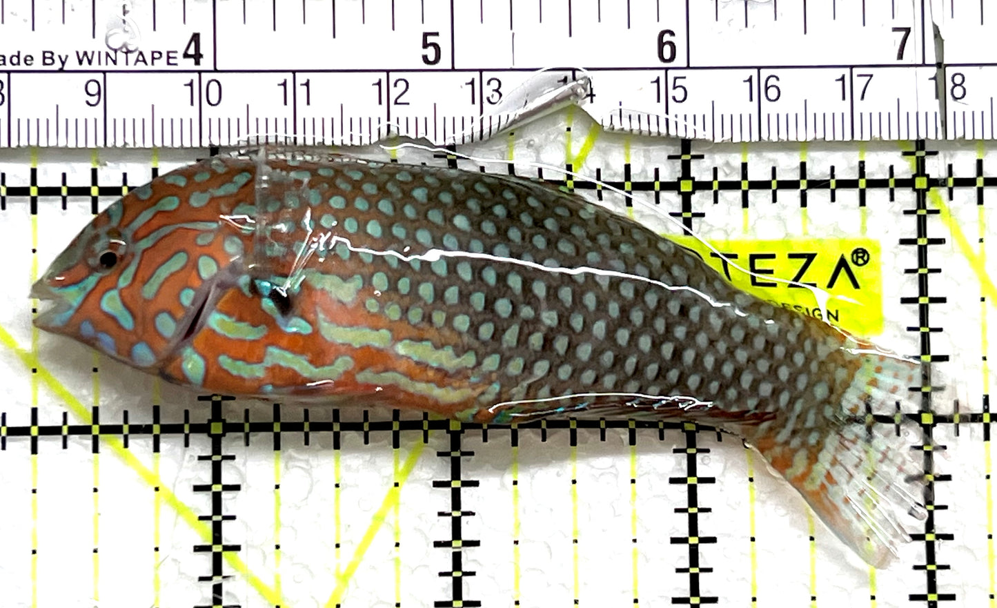 Ornate Leopard Wrasse OLW091504 WYSIWYG Size: XXL 3.75" approx
