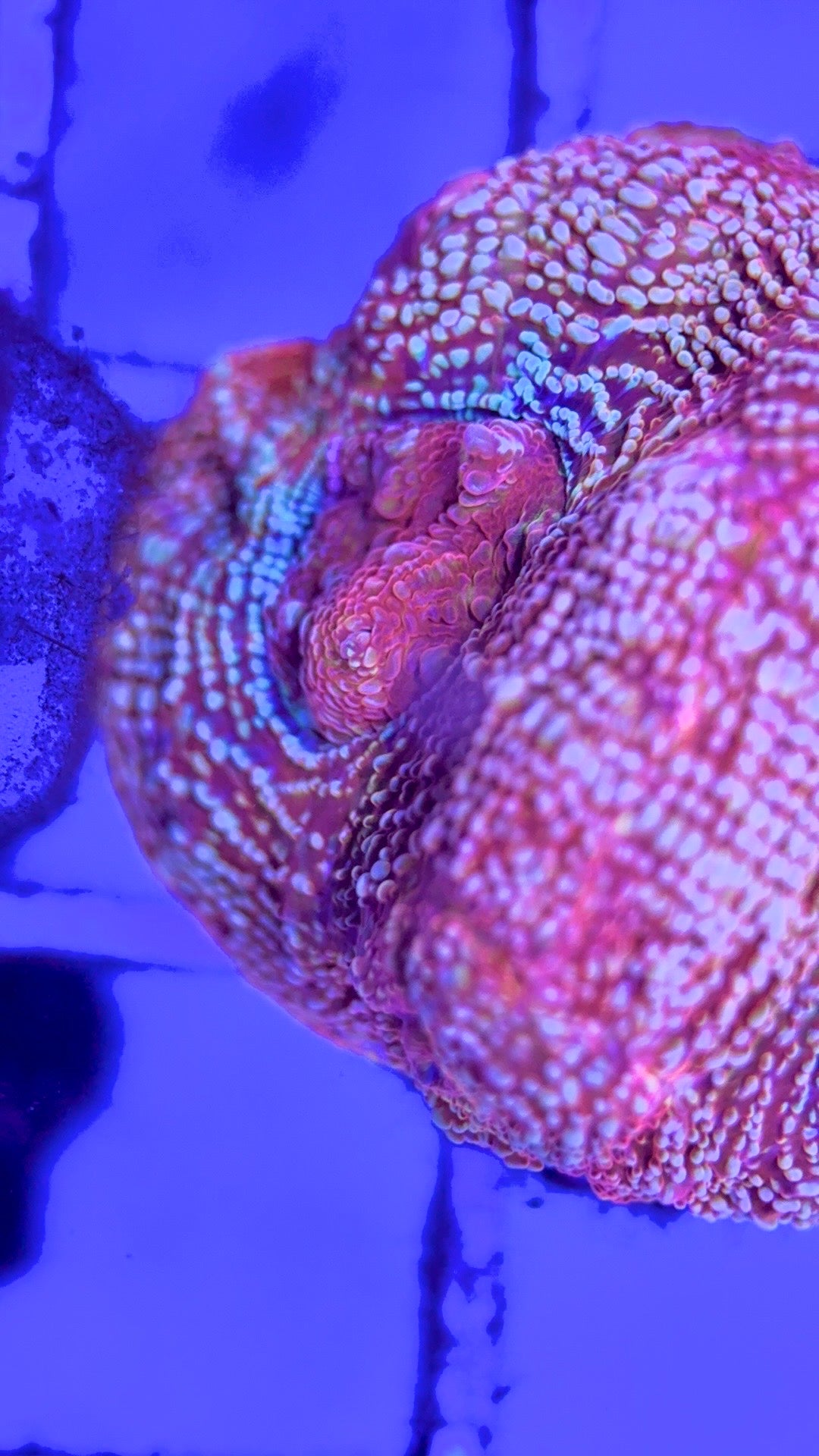 VA Acan Cotton Candy Bowerbanki VAACCB103002 WYSIWYG