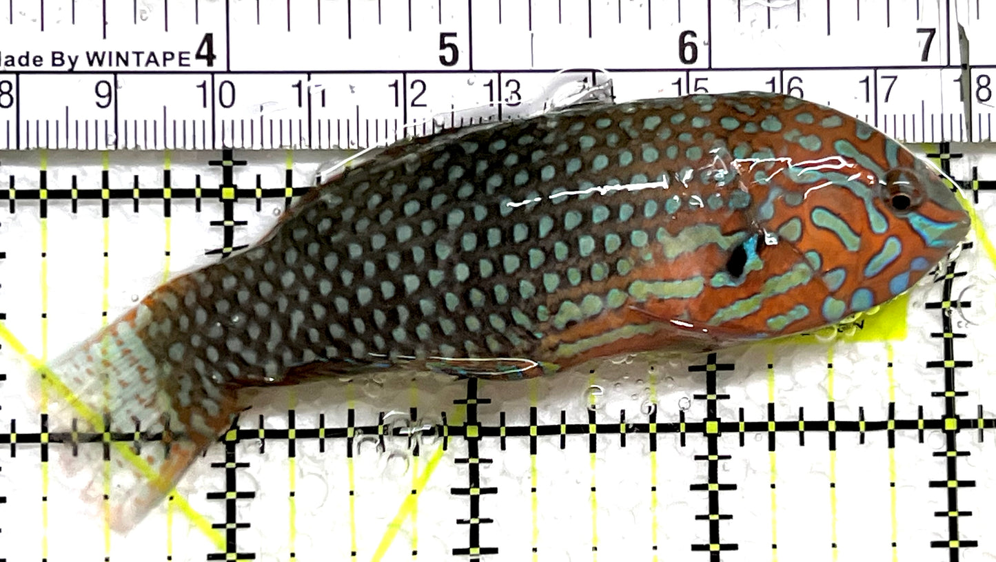 Ornate Leopard Wrasse OLW091504 WYSIWYG Size: XXL 3.75" approx