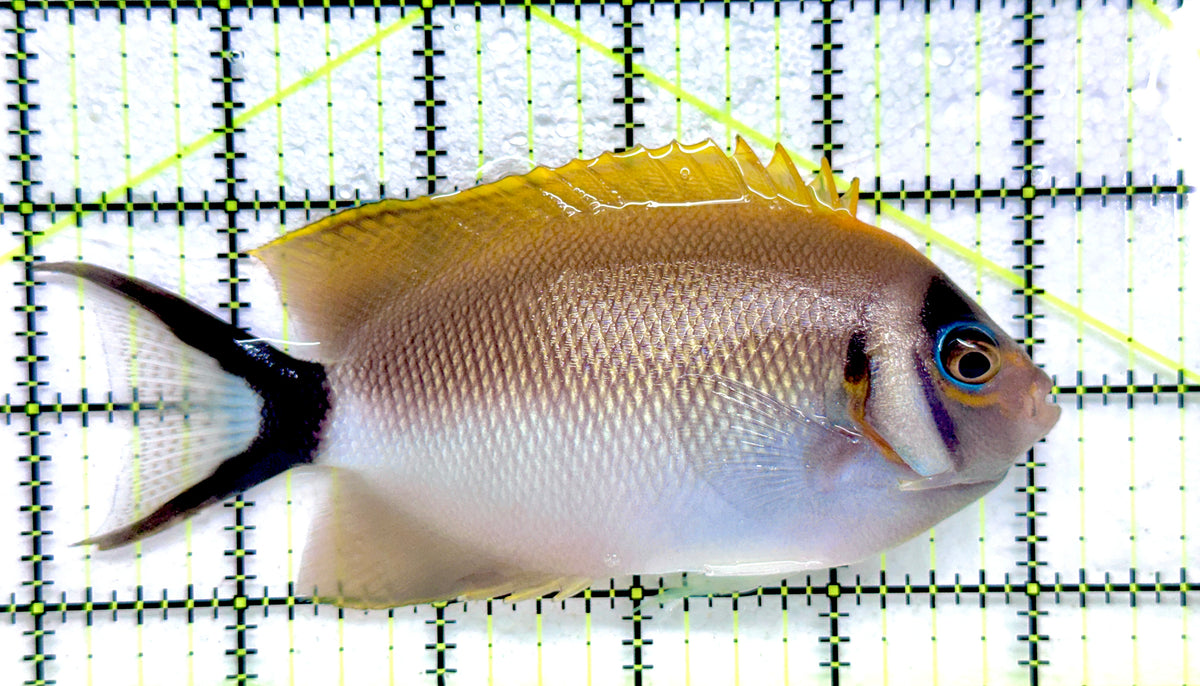 Female Masked Swallowtail Angelfish FMSA092103 WYSIWYG Size: XL 5" approx