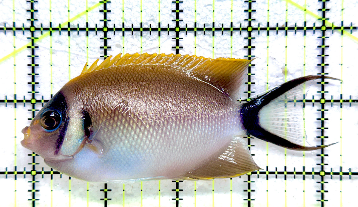 Female Masked Swallowtail Angelfish FMSA092104 WYSIWYG Size: XL 4.5" approx