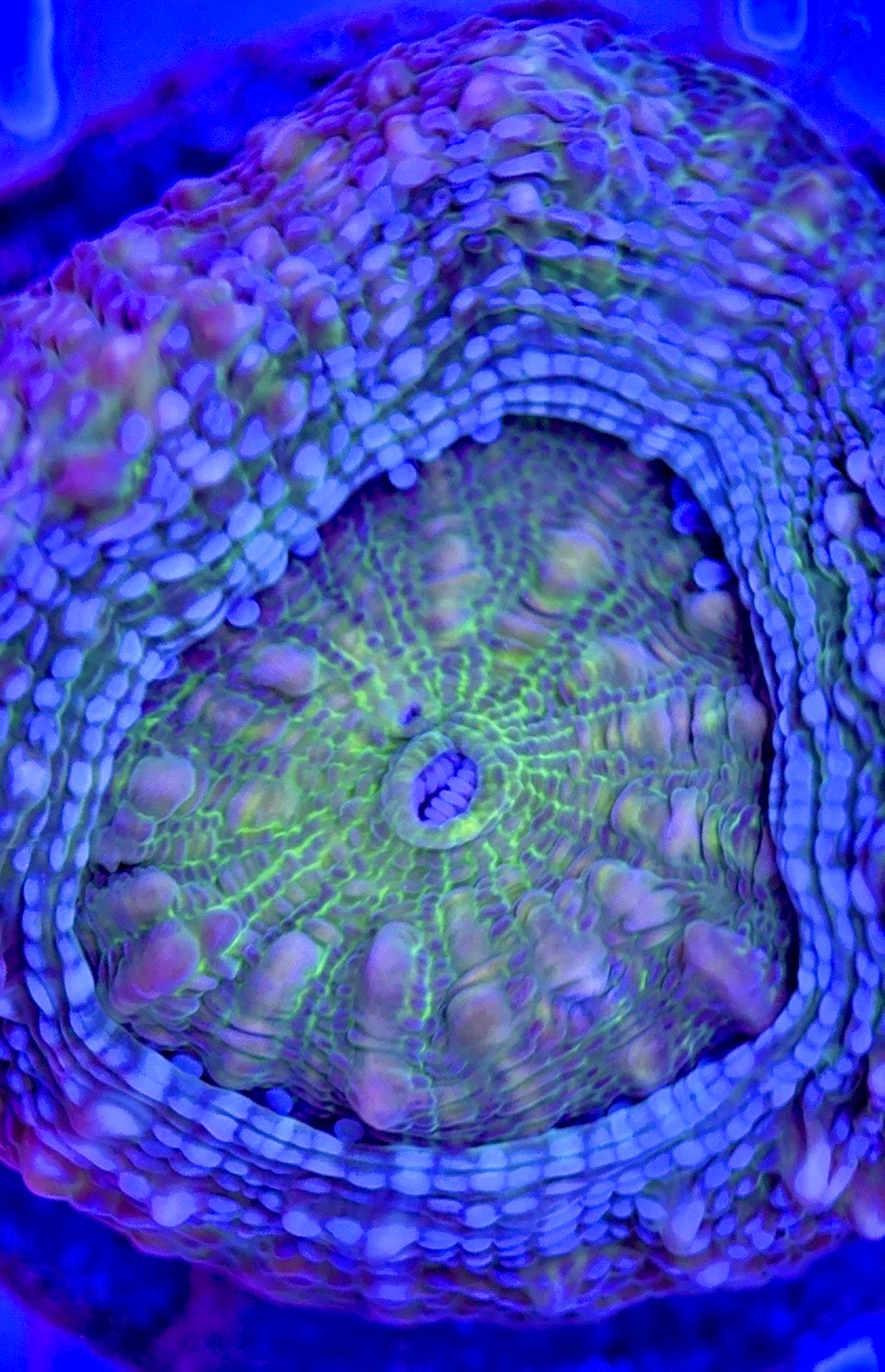 VA Green Bowerbanki GB103001 WYSIWYG