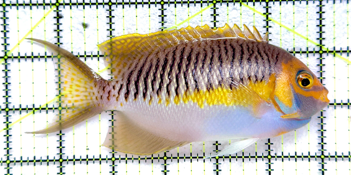 Super male Masked Swallowtail Angelfish SMMSA092102 WYSIWYG Size: XL 6" approx