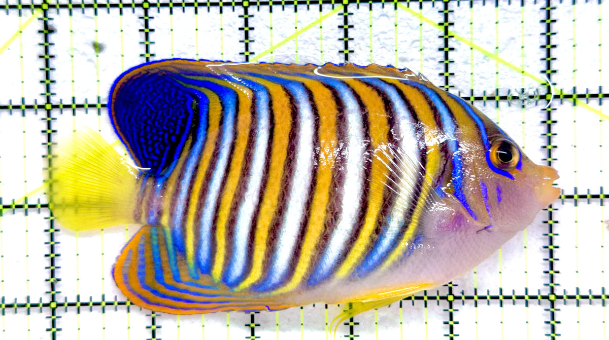 Regal Angelfish RA092101 WYSIWYG Size: XL 5" approx