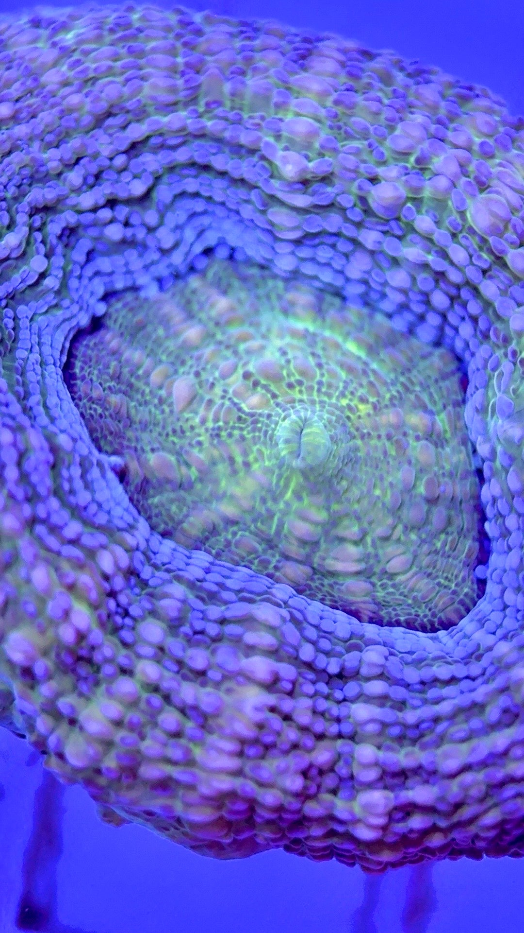 VA Green Bowerbanki GB103002 WYSIWYG