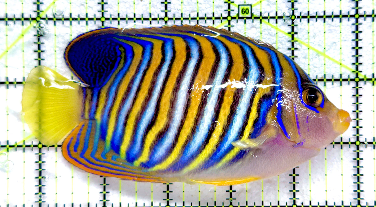 Regal Angelfish RA092102 WYSIWYG Size: XL 5.25" approx