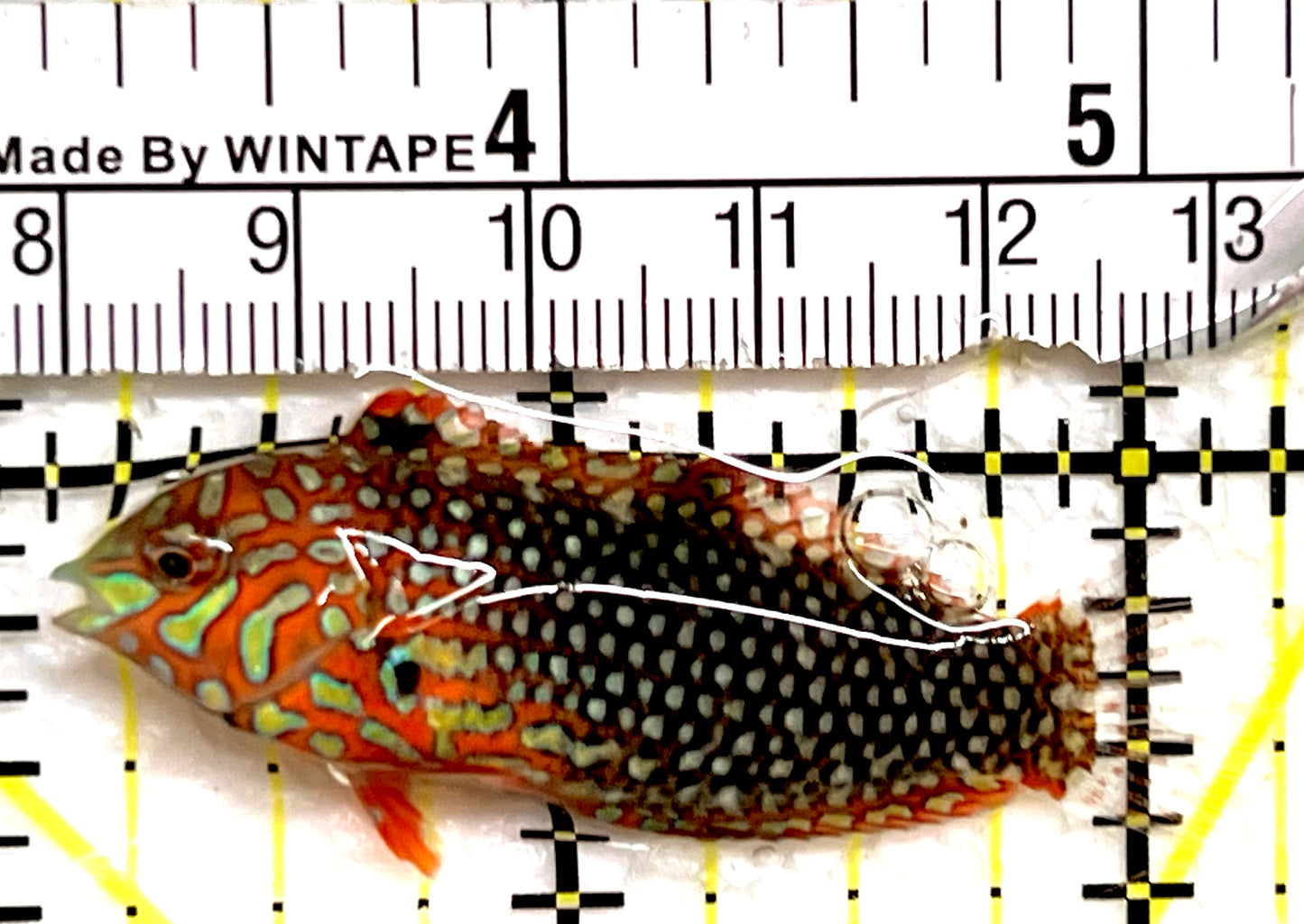 Ornate Leopard Wrasse OLW091502 WYSIWYG Size: ML 2" approx