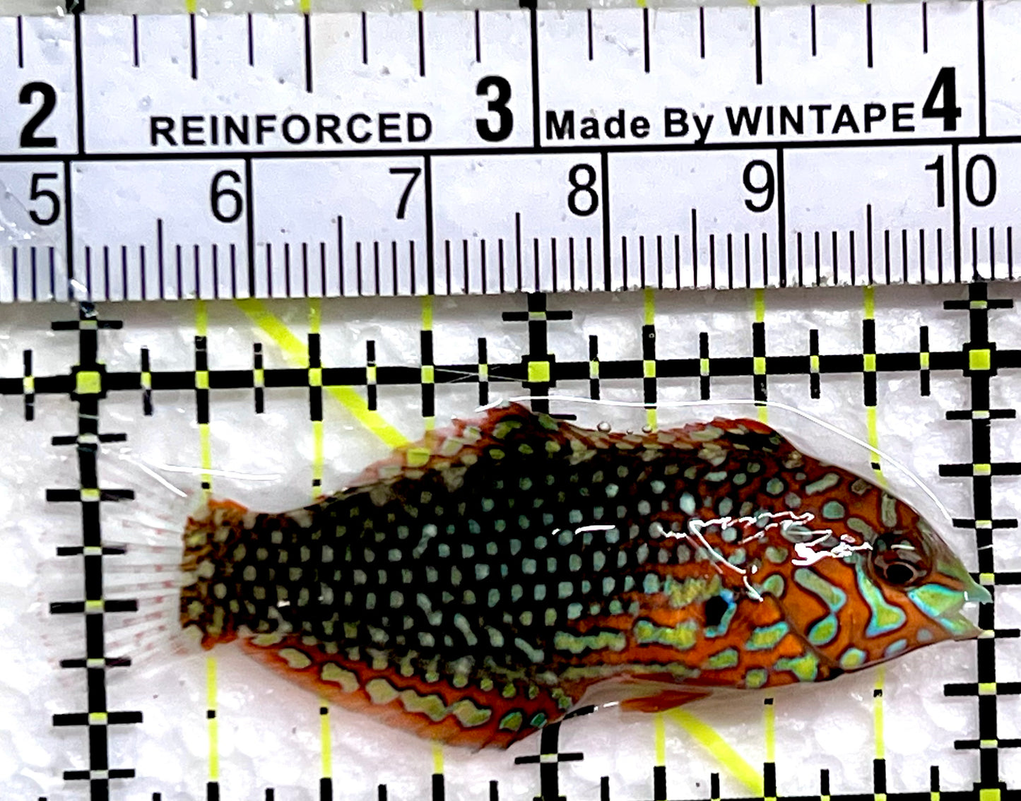 Ornate Leopard Wrasse OLW091301 WYSIWYG Size: M 2"