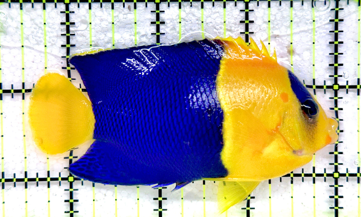 Bicolor Angelfish BA092101 WYSIWYG Size: XXL 3.5" approx