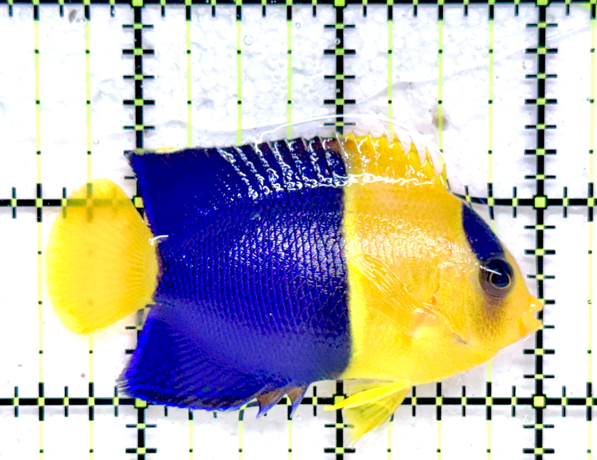 Bicolor Angelfish BA092102 WYSIWYG Size: L 2.5" approx