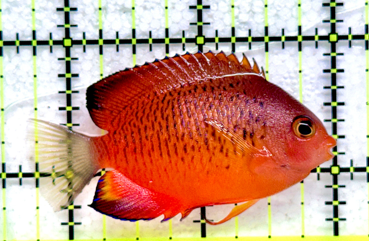 Rusty Angelfish RA092101 WYSIWYG Size: M 2.25" approx