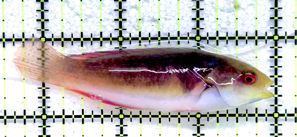 Scott's Fairy Wrasse SFW092101 WYSIWYG Size: ML 3.25" approx