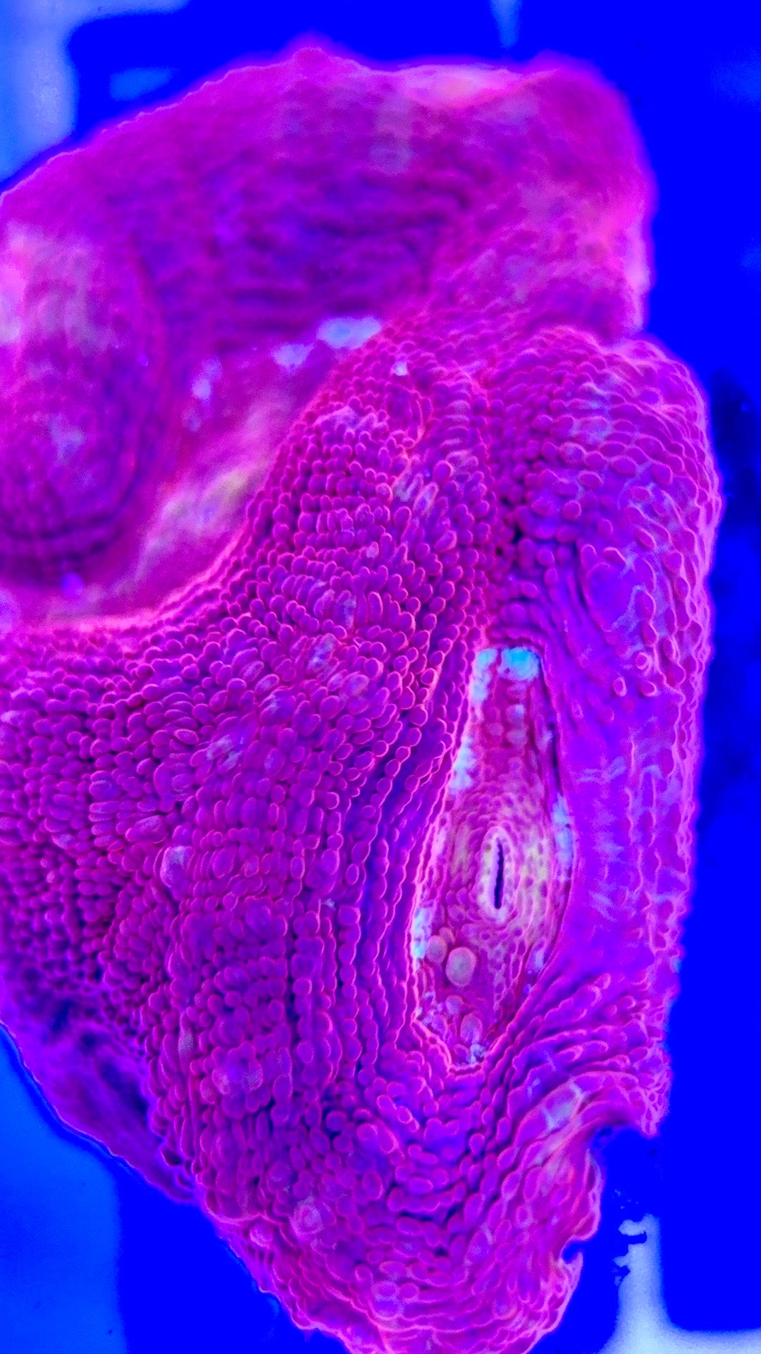 Acan Bowerbanki Red ABR103001 WYSIWYG