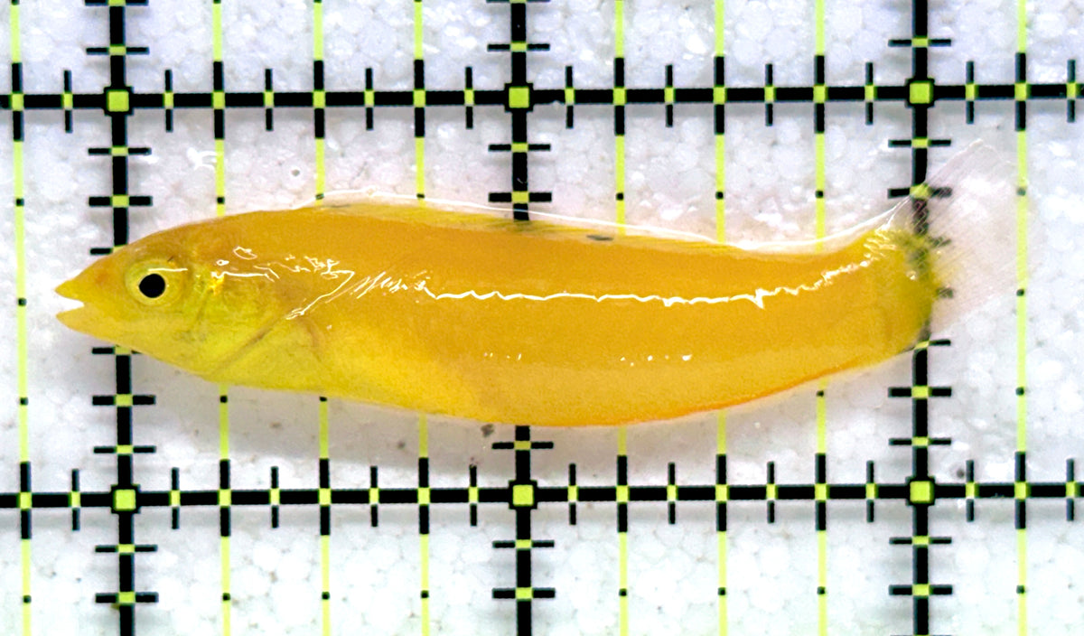 Yellow Coris Wrasse YCW092001 WYSIWYG Size: M 2.5" approx