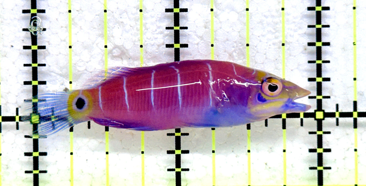 Mystery Wrasse MW092001 WYSIWYG Size: M 2" approx