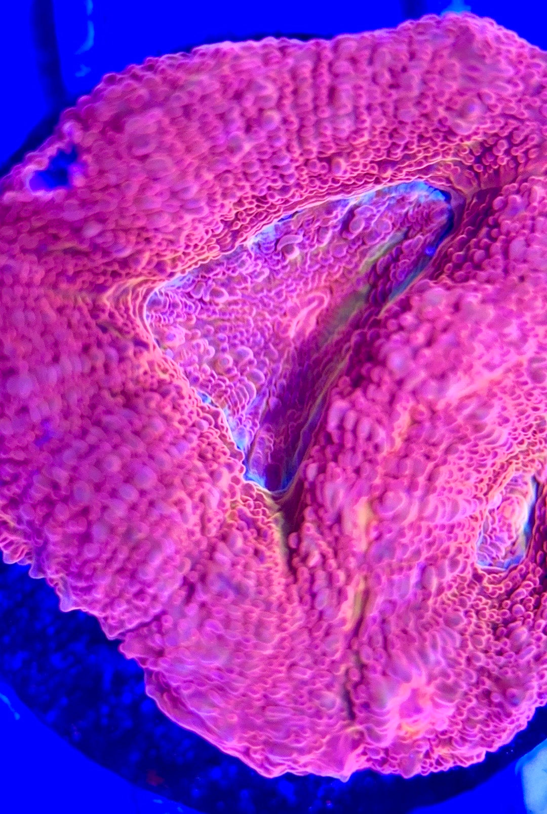 Acan Bowerbanki Red ABR103002 WYSIWYG