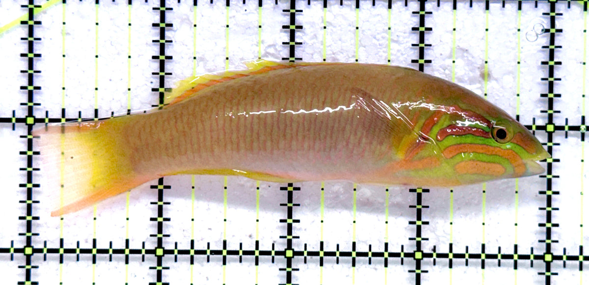 Yellow Banana Wrasse YBW092001 WYSIWYG Size: M 4" approx