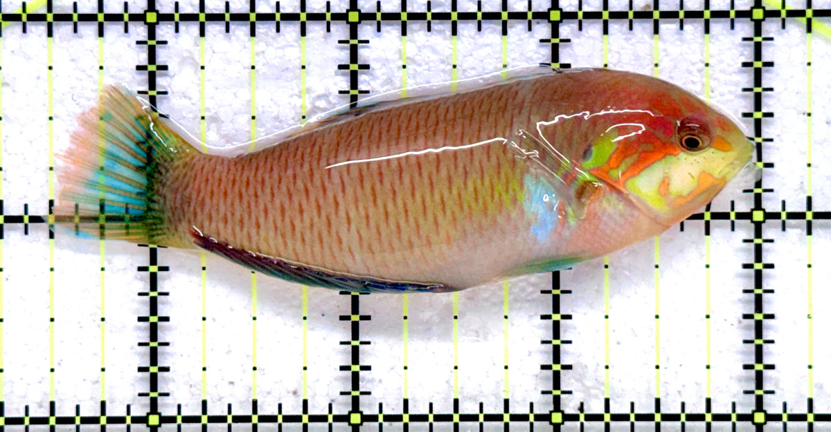 Moyer's Leopard Wrasse MLW092001 WYSIWYG Size: XL 3.5" approx