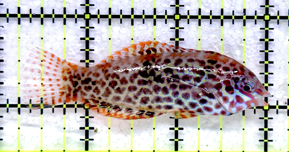 Meleagris Leopard Wrasse MLW092001 WYSIWYG Size: L 2.75" approx