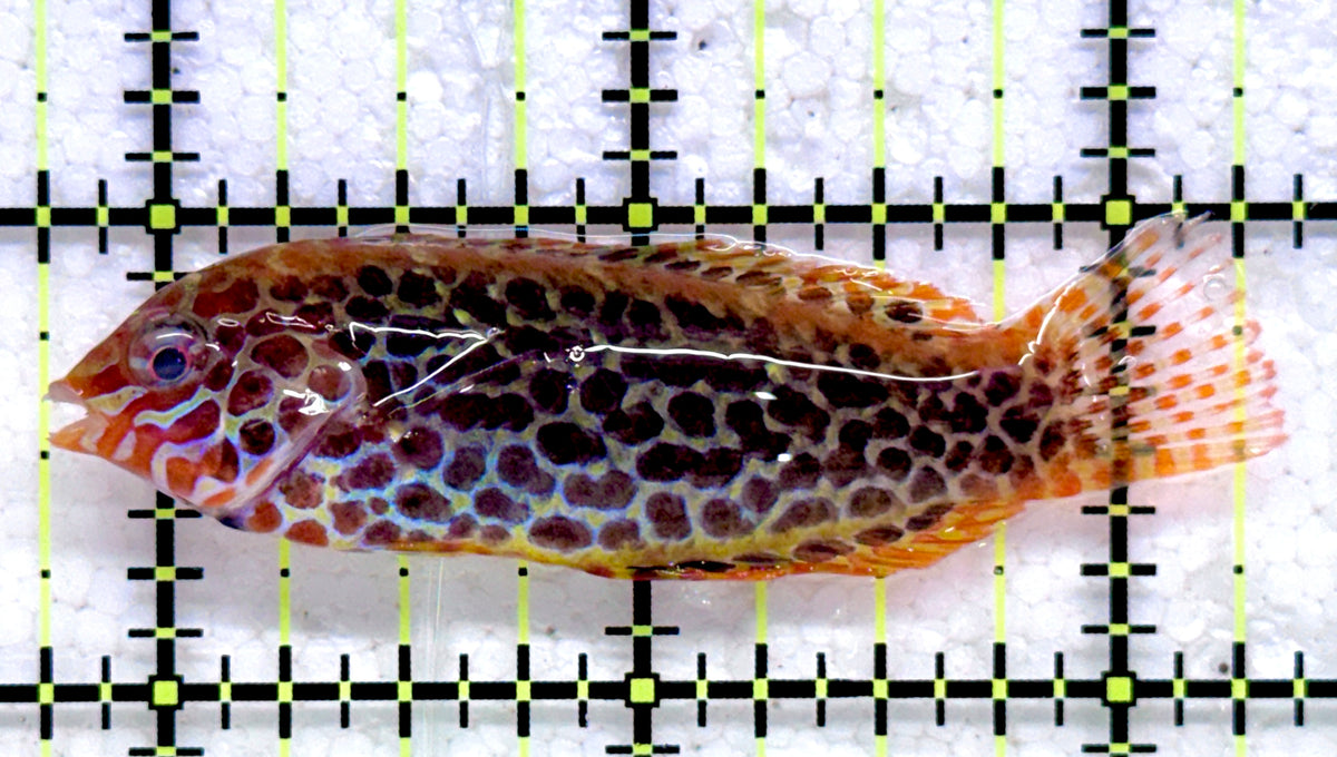 Meleagris Leopard Wrasse MLW092002 WYSIWYG Size: M 2.5" approx