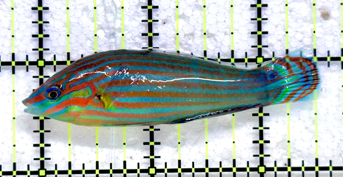 Melanurus Wrasse MW092001 WYSIWYG Size: L 2.75" approx