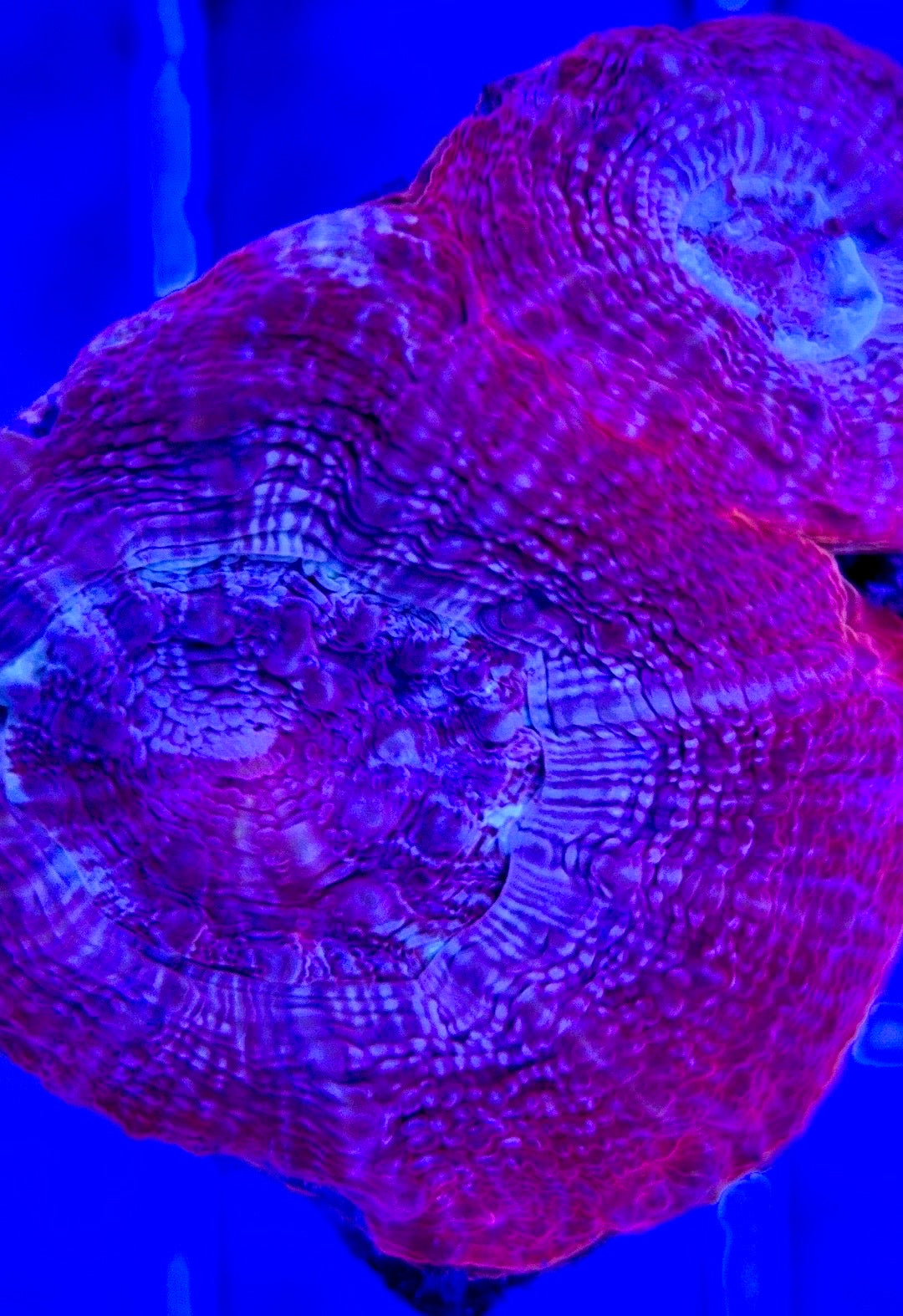 Acan Bowerbanki Red ABR103001 WYSIWYG