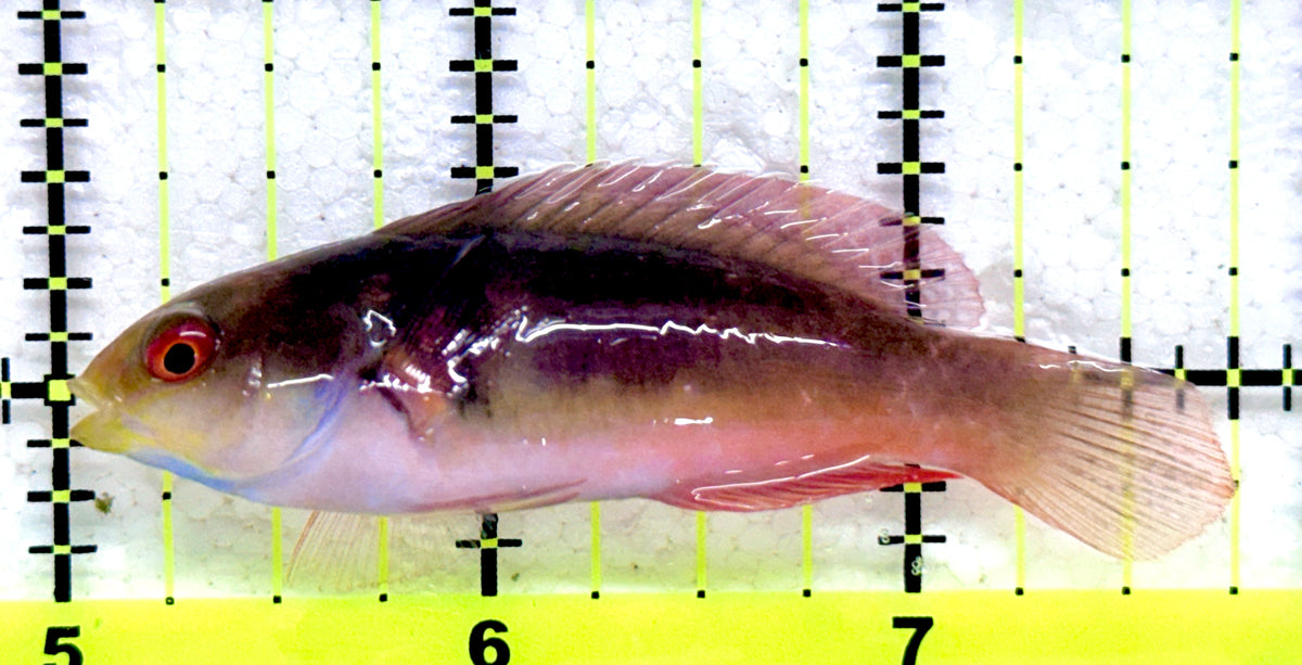 Scott's Fairy Wrasse SFW092001 WYSIWYG Size: M 2.75" approx