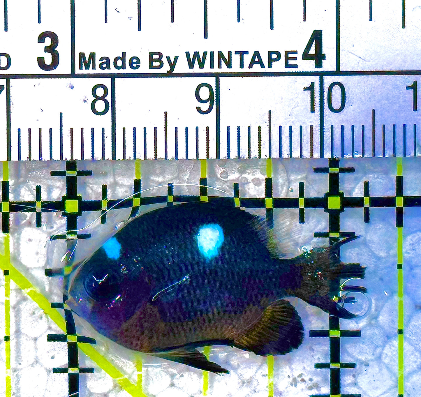 Golden Belly Damselfish (Tonga) DD011803 WYSIWYG Size: S 1" approx