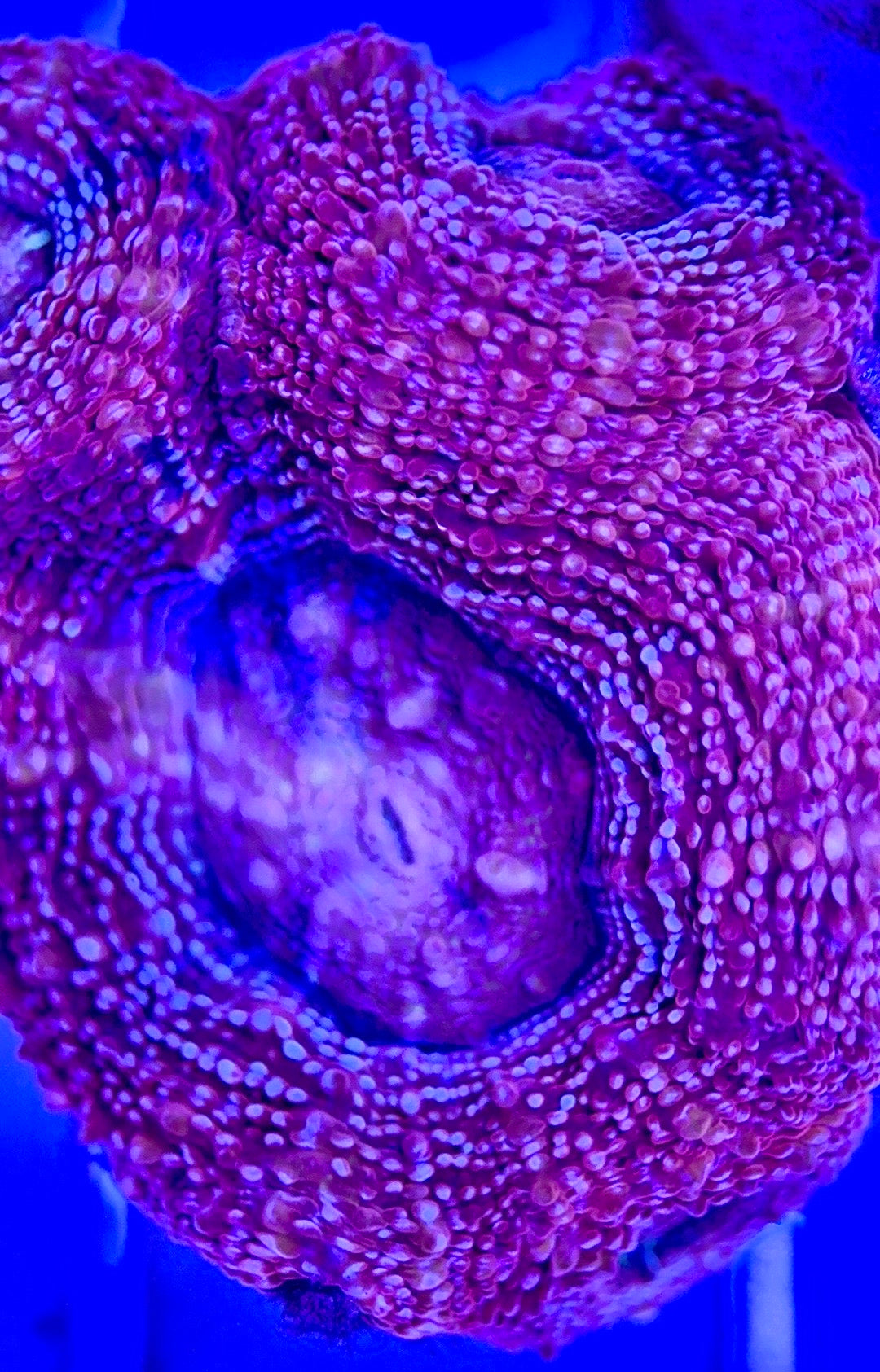Acan Bowerbanki Red ABR103001 WYSIWYG