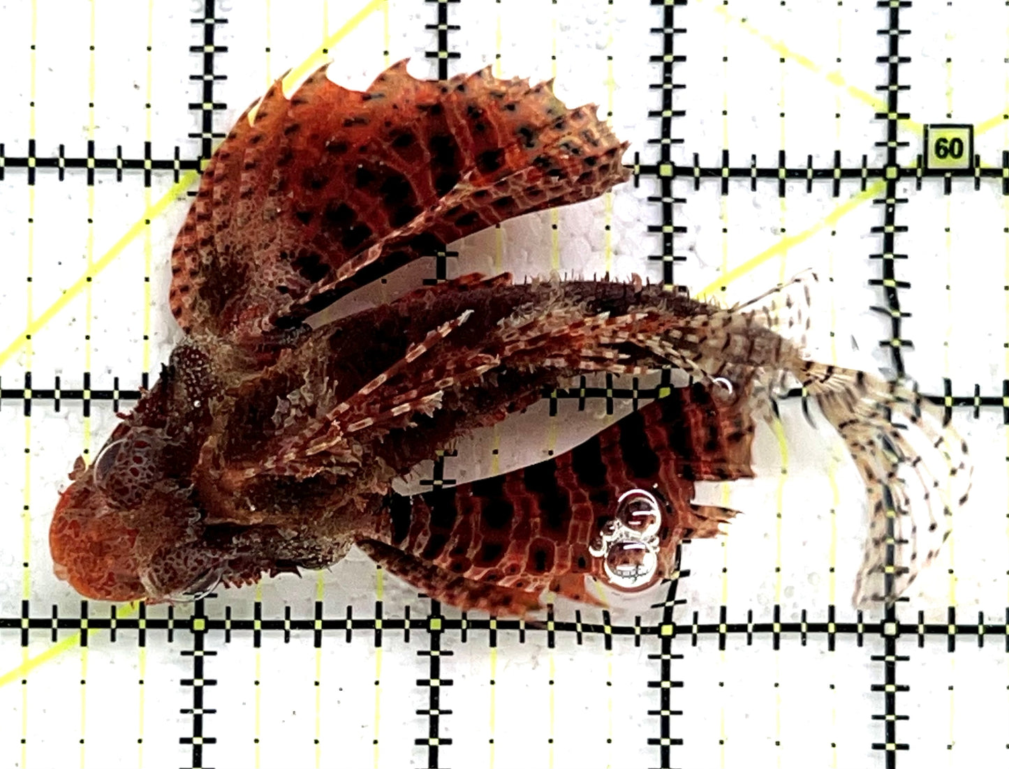 Dwarf Zebra Lionfish DZL091501 WYSIWYG Size: L 4" approx