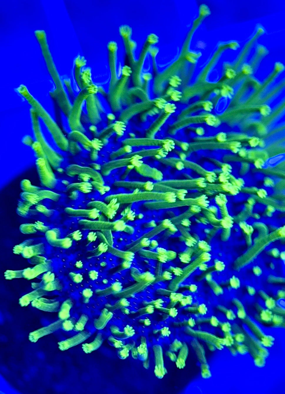 Green Toadstool GT103001 WYSIWYG