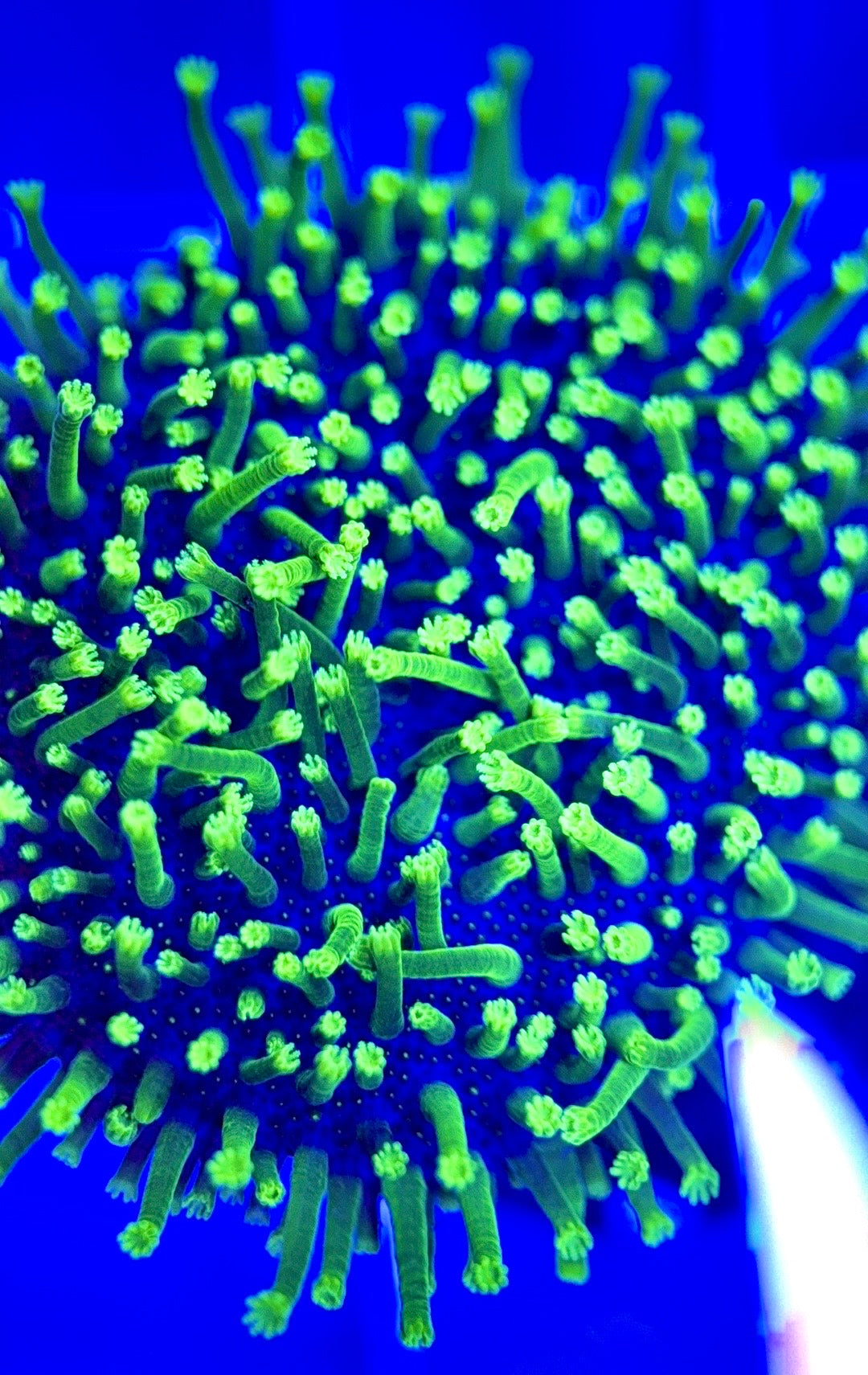 Green Toadstool GT103002 WYSIWYG