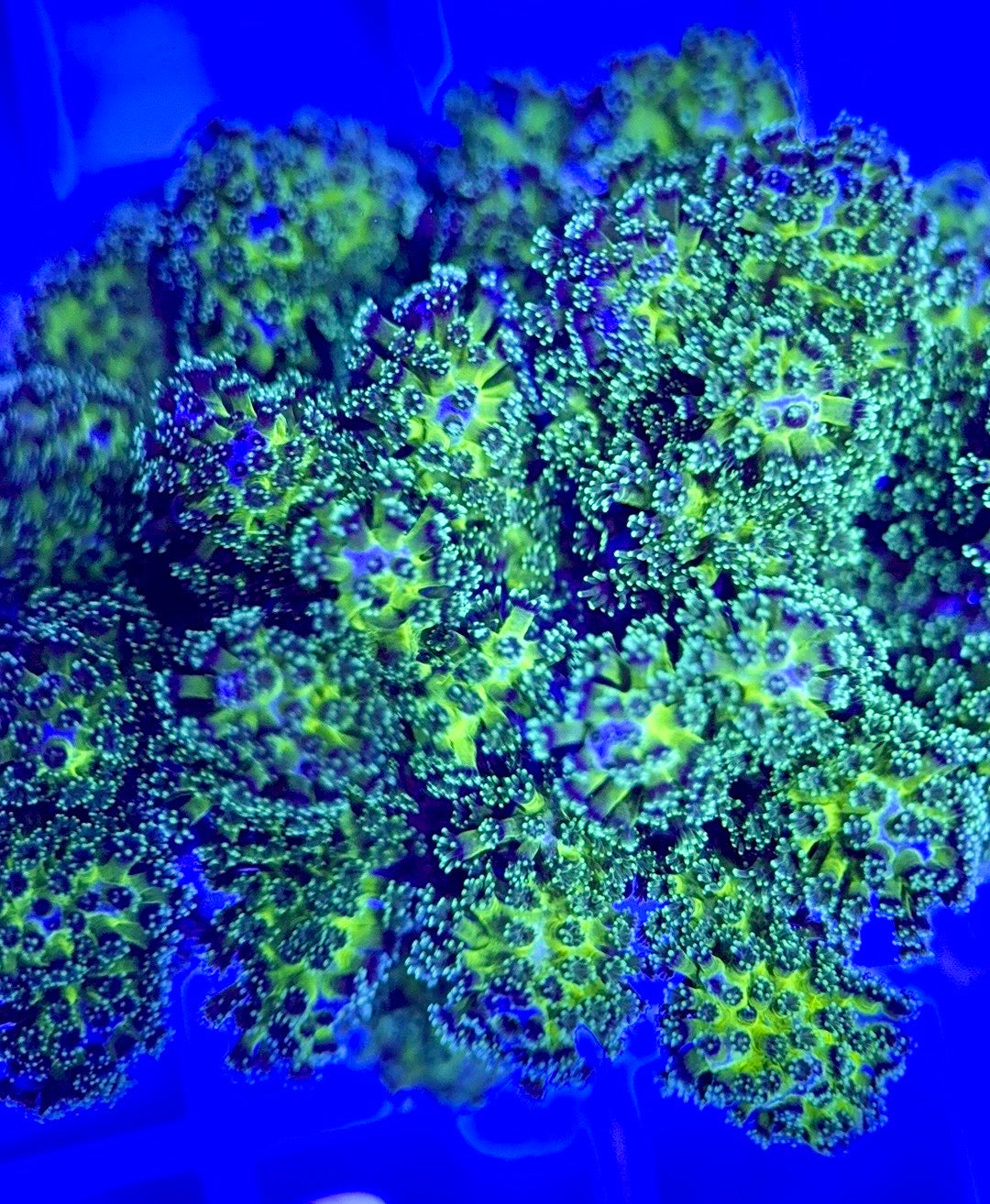 Aquacultured Toxic Pocillopora ATP103003 WYSIWYG