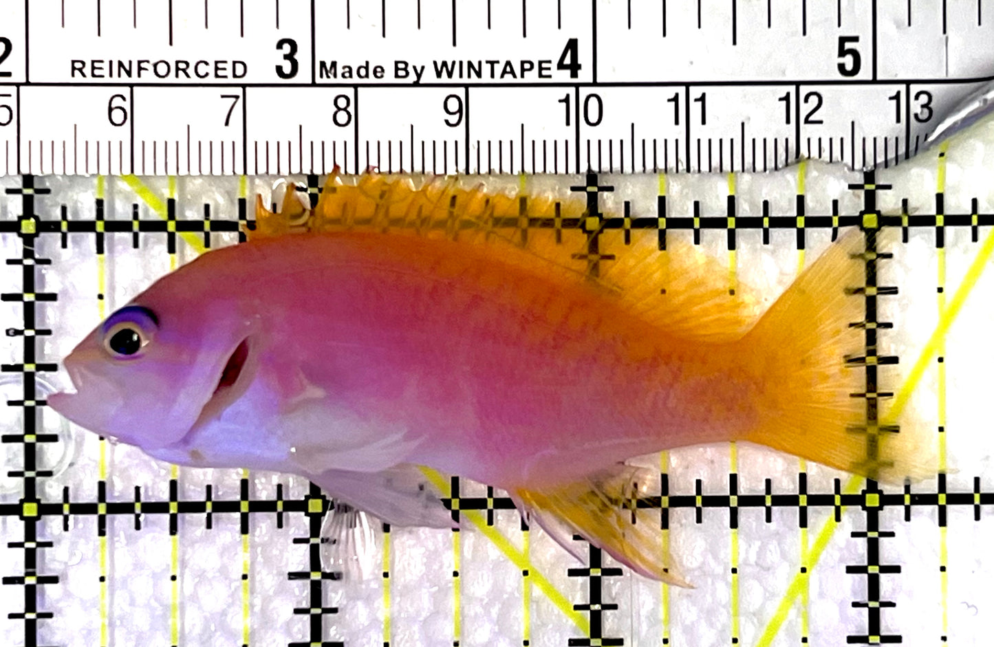 Bimaculatus Anthias Female BAF091502 WYSIWYG Size: M 3.25" approx