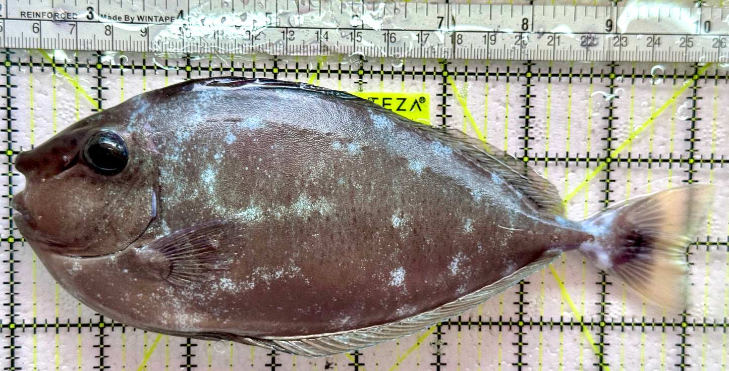 Longnose Spotted Unicorn Tang LSUT091902 WYSIWYG Size: XXL 8.25"