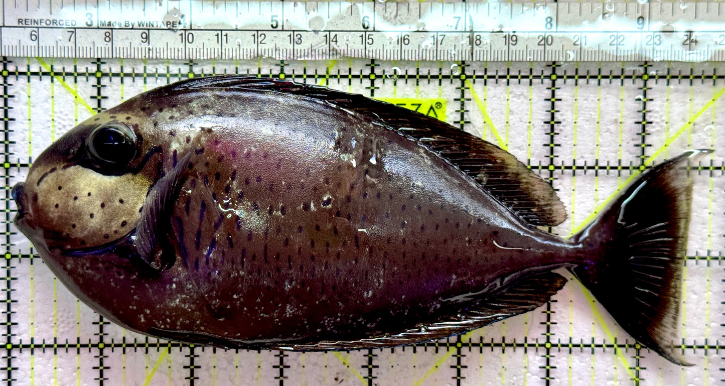 Vlamingi Unicorn Tang VUT091901 WYSIWYG Size: XXL 7.75"