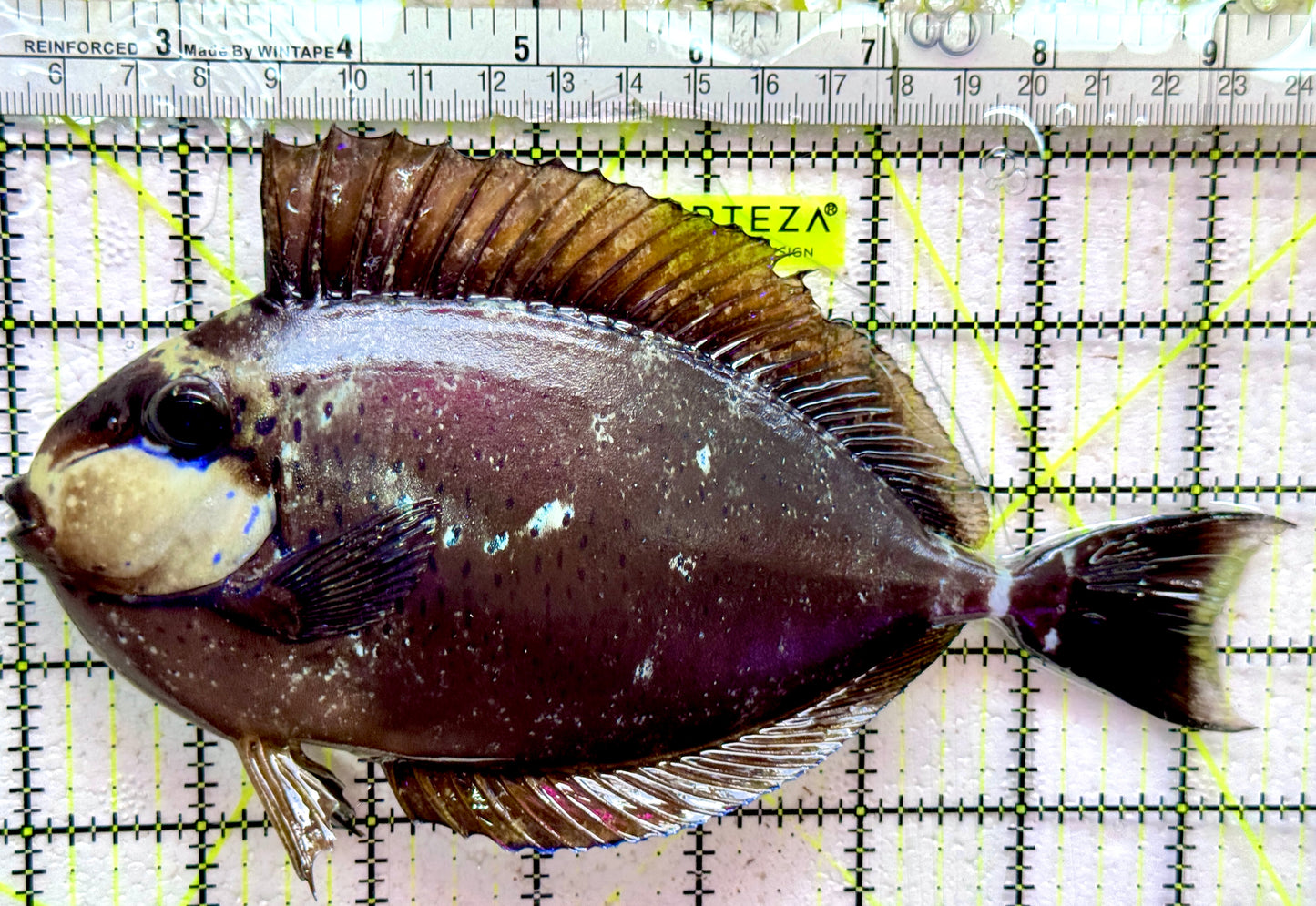 Vlamingi Unicorn Tang VUT091902 WYSIWYG Size: XXL 7.5"