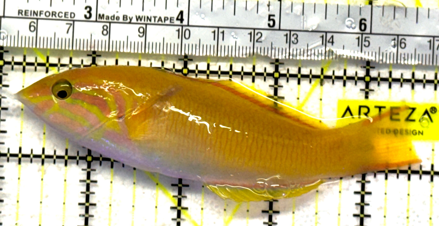 Yellow Banana Wrasse YBW092101 WYSIWYG Size: ML 4.5" approx