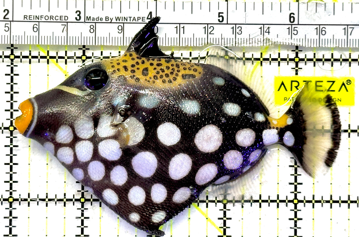 Clown Triggerfish CT092101 WYSIWYG Size: ML 4.75" approx