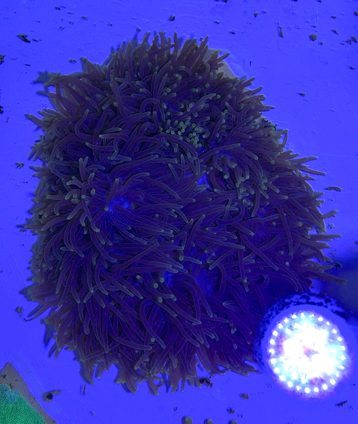 Purple Ritteri Anemone with Yellow Tips WYSIWYG PRA092401 (Maldives Import) Size: XXXL/SHOW 16" and Above (Copy)
