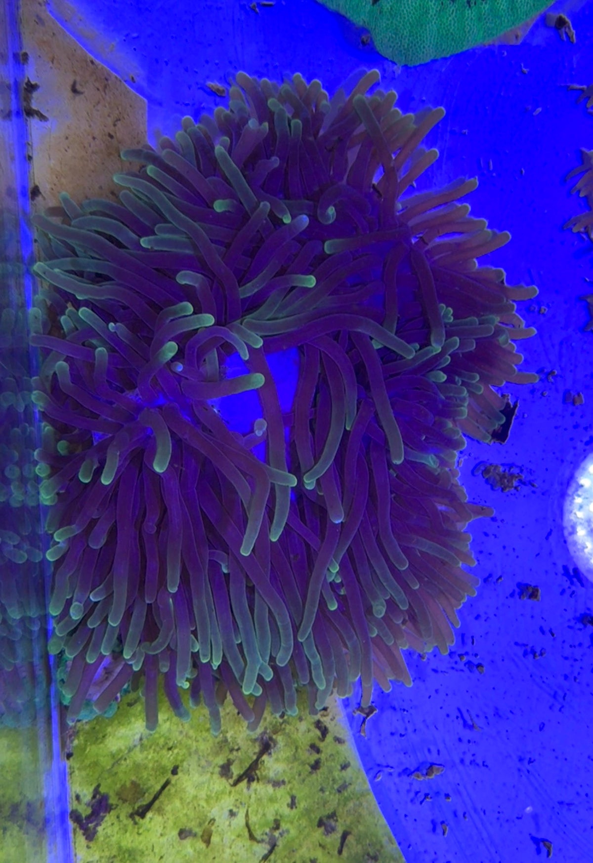 Purple Ritteri Anemone with Yellow Tips WYSIWYG PRA092402 (Maldives Import) Size: XXXL/SHOW 16" and Above (Copy) (Copy)