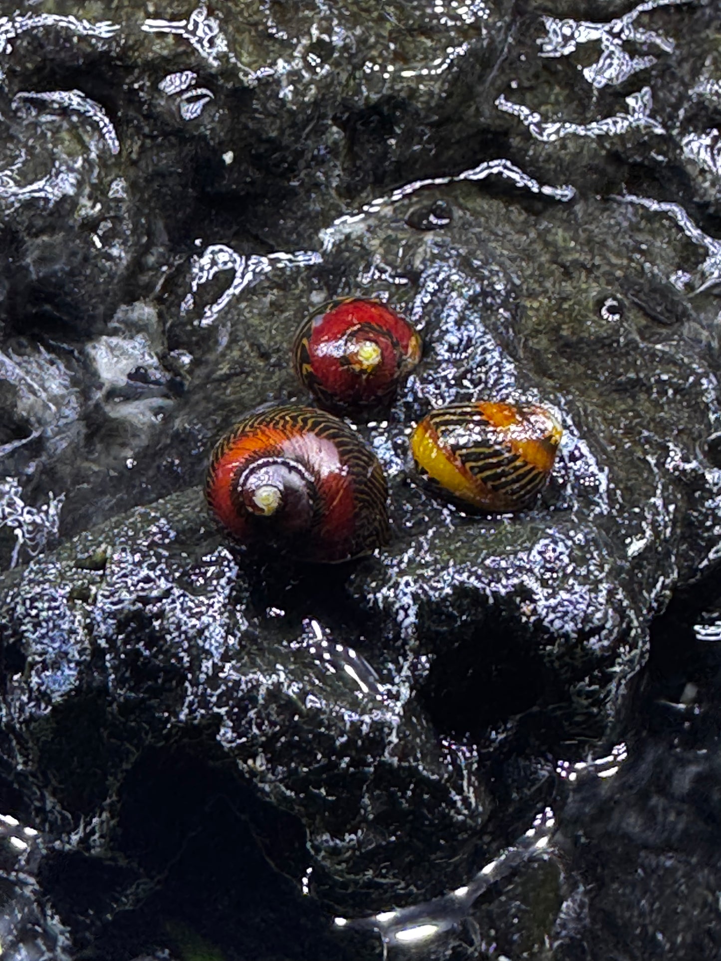 Red Zebra Snails