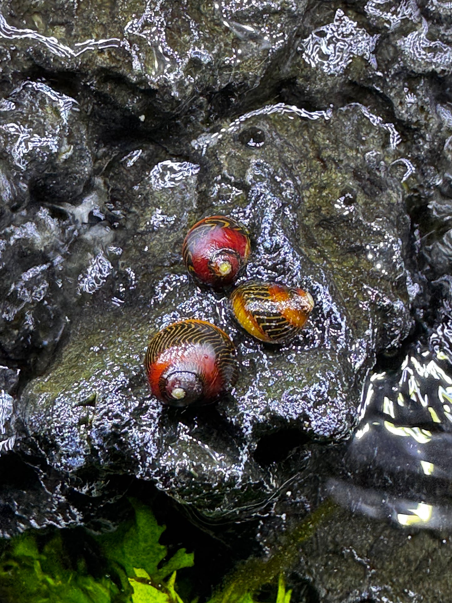 Red Zebra Snails